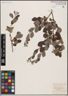 Foto von Salix aurita L.